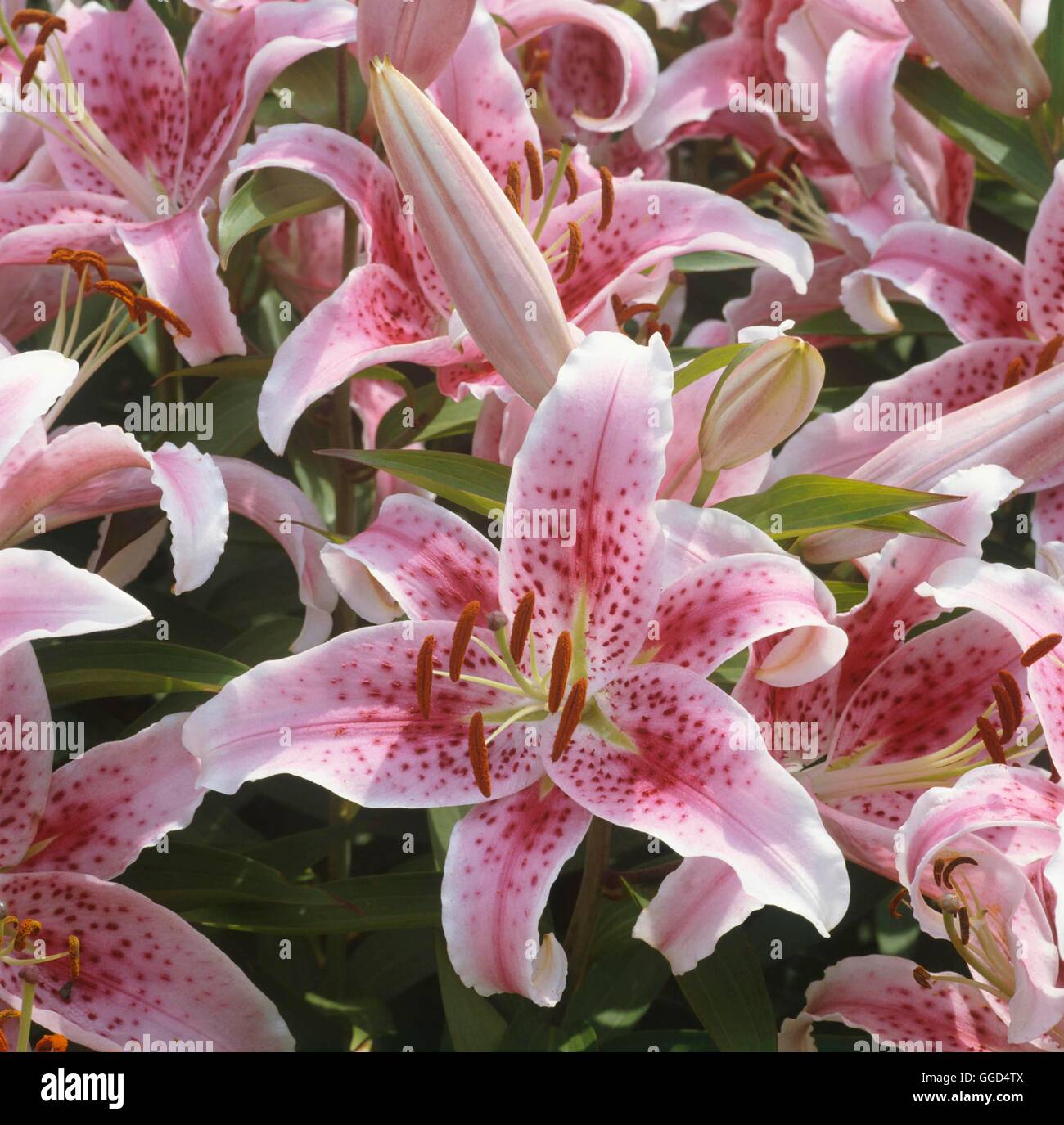 Lilium - `Grand Gala' (Oriental Hybrid)   BUL045026 Stock Photo